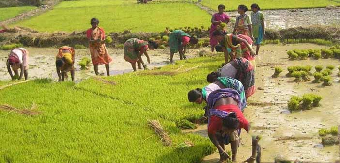 নারী শ্রমশক্তির ৬৬% কৃষিতে নিয়োজিত