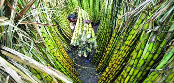 যুক্তরাষ্ট্রে ইথানল উৎপাদন কমছে