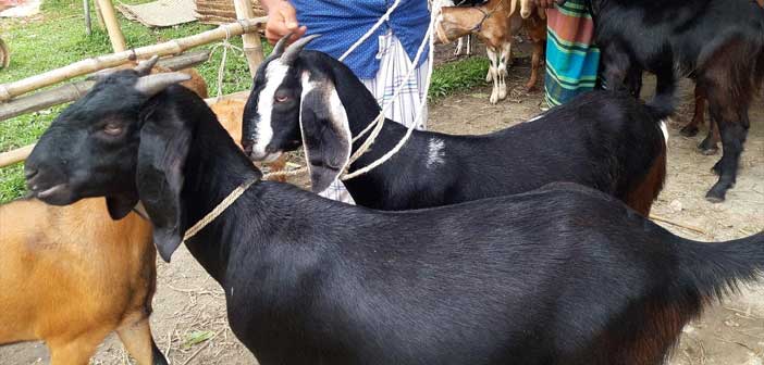 উন্নত গুনাগুনসম্পন্ন ছাগল নির্বাচন কৌশল