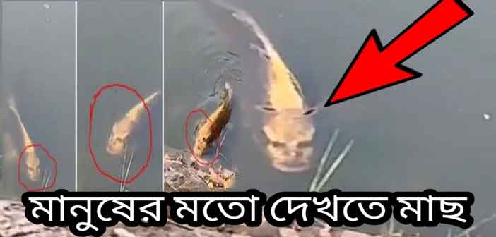 মানুষের মত দেখতে মাছ