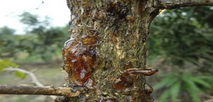 বেলের আঠা ঝড়া রোগ বা গামোসিস