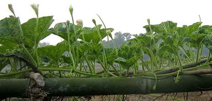 লাউয়ের ভাইরাসজনিত রোগ ও প্রতিকার