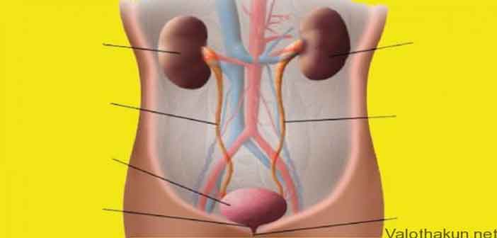 মূত্রাশয়ের প্রদাহ দূর করবেন যেভাবে
