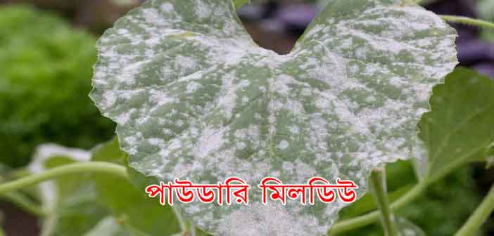 ডাউনি মিলডিউ রোগ